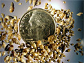 Up to 50 New Zealand Mud Snails can fit on a dime due to their small size of 1/8th inch maximum