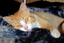Eli the cat also known as Goofball
