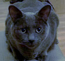Max the cat