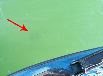 A Mullett Lake loon swims under water alongside my Ranger Boat