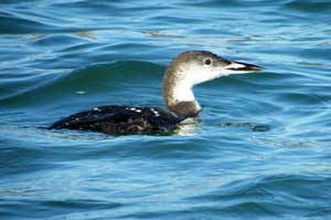 Immature common loon that followed Dan Kimmel around while he was fishing.