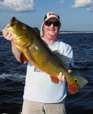 Rio Negro Brazil spawning peacock bass that fell for a large chopper-type topwater bait along a main river sand and rock edge for Michigan angler Dan Kimmel