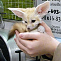 Get your picture taken with the African fennec fox cub at Yoder's Live Big Game Show during the Ultimate Sport Show