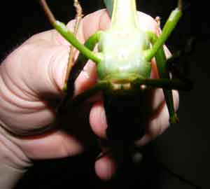 Giant Amazon jungle five inch long grasshopper belly