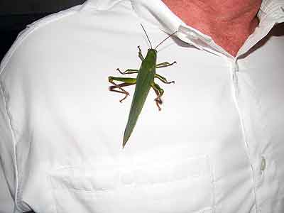 Amazon grasshopper on one of the anglers shirts during our peacock bass fishing trip