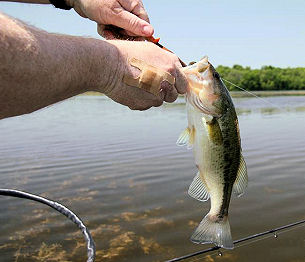 Largemouth bass hit a variety of moving and bottom-bouncing baits along weed lines on Lake Ovid this day.