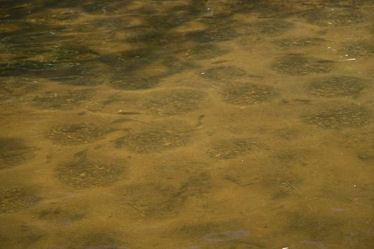 Lake Ovid Sleepy Hollow State Park Spawning Bedding Bluegills Panfish