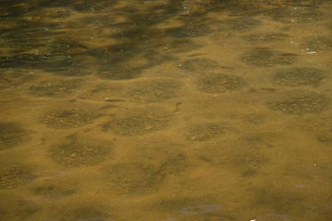 Bluegills are starting to make up tons of beds on this sandy point on Lake Ovid during our early summer bass fishing trip.