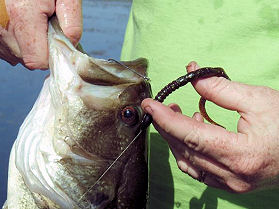 The 6 inch Berkley Power Worm ribbon tail that fooled this solid Lake Ovid bass.