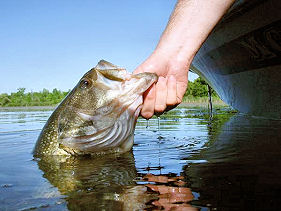 Dan Kimmel releases a nice largemouth bass back into Lake Ovid.