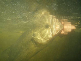 Underwater view of Dan Kimmel releasing a solid largemouth bass back into Lake Ovid.