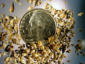 Up to 50 New Zealand Mud Snails can fit on a dime due to their small size of 1/8th inch maximum