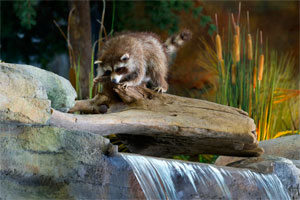 Wildlife mounts, such as this raccoon, are displayed throughout the Outdoor Adventure Center. Other mounts include deer, turkey, bear, elk and more.