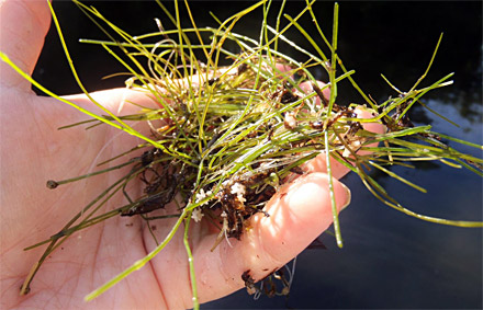 In Michigan, Starry Stonewort is becoming a real issue with over 120 lakes at least infested with it. Note the white, star-shaped bulbils.