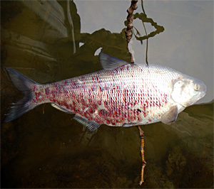 The Michigan DNR has confirmed the Lake St. Clair fish kill event is the result of viral hemorrhagic septicemia virus (VHSv). Fish affected by VHSv often show bloody patches, like those shown here on this gizzard shad.