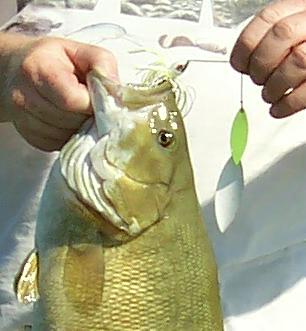 Giant smallmouth bass of Northern Michigan in the fall will go after big painted spinnerbaits like this white and chartreuse 3/4 oz War Eagle
